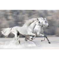 ArtzFolio Two White Horses in Winter Unframed Paper Poster 18 X 12Inch- Amazon