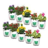 Trust Basket Poly Grow Bags UV Stabilized -10 Qty [20cms(L)X20cms(W)X35cms(H)]- Amazon