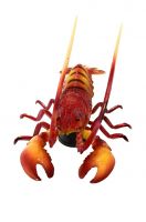 Axsica Stylish Multipurpose Cute Lobster Prawns Hard Plastic Fridge/Refridgerator/Door Magnets- Amazon