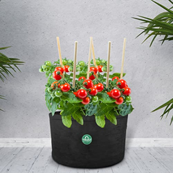 TrustBasket Eaton Round Textile Felt Fabric Grow Bags for Vegetable Ba- Amazon