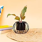 KYARI Adorning Black Round Metal Planter, Black, Table Top Designer Metallic Gold Metal Stand for Flowers & Plants Pots Livingroom, Balcony, Pot for Indoor Outdoor Use, Pot Size: 11 * 11 * 9cm- Amazon